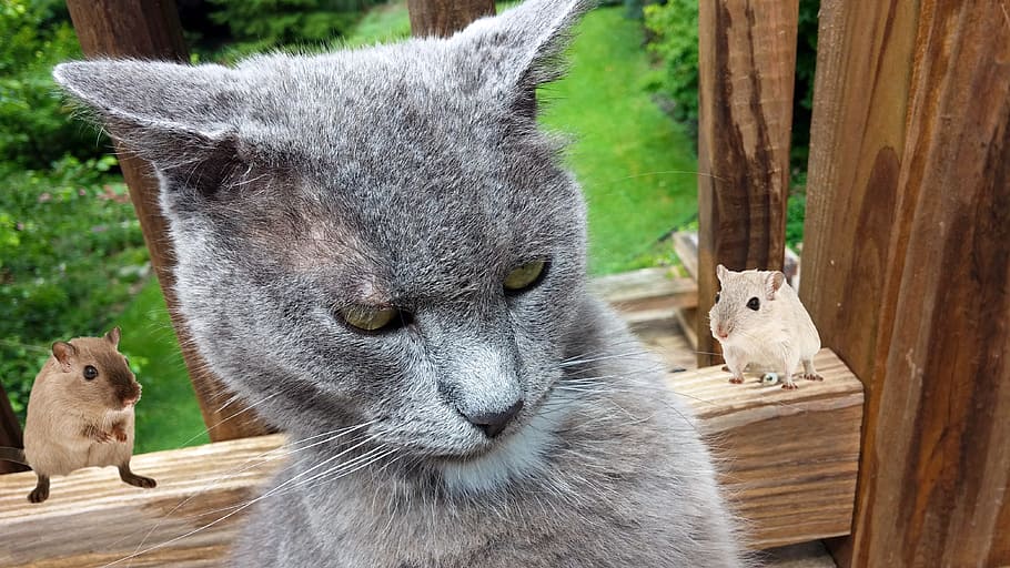closeup photo of gray cat, mice, funny, defeated, annoyed, angry HD wallpaper
