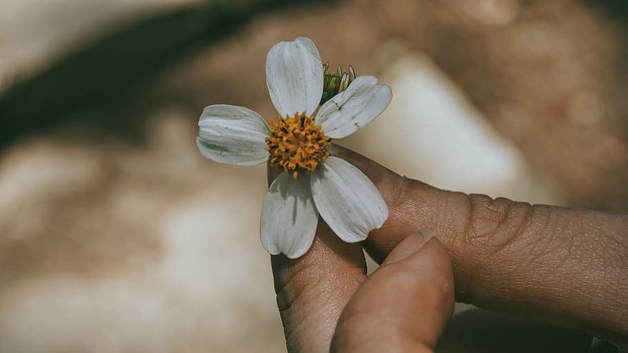 hand, flower, petal, flowering plant, freshness, beauty in nature HD wallpaper