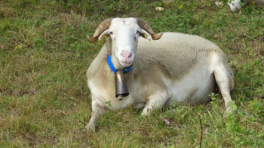 nature, sheep, animals, field, breeding, animal themes, mammal HD wallpaper