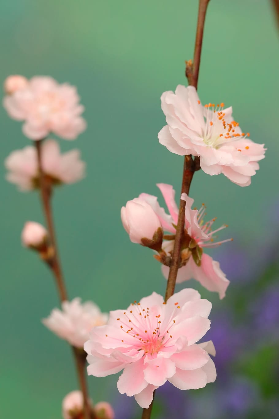white blooming flowers, flora, nature, leaf, petal, flowering plant HD wallpaper