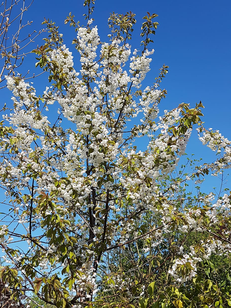Tree, Blossoms, Flowers, Spring, Nature, tree blossoms, low angle view HD wallpaper