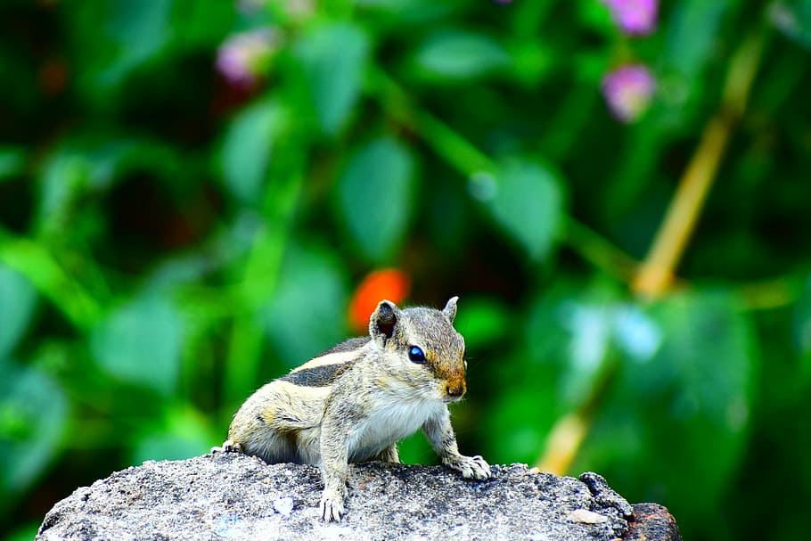 squirrel, brown squire ll on rock, animal, wild, green, animal themes, HD wallpaper