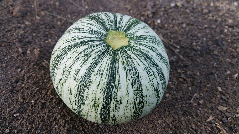 squash, round, pumpkin, food and drink, healthy eating, vegetable HD wallpaper