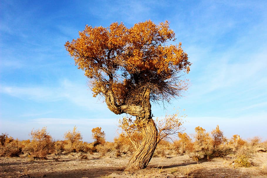 trees, populus, desert, nature, sky, day, plant, landscape HD wallpaper