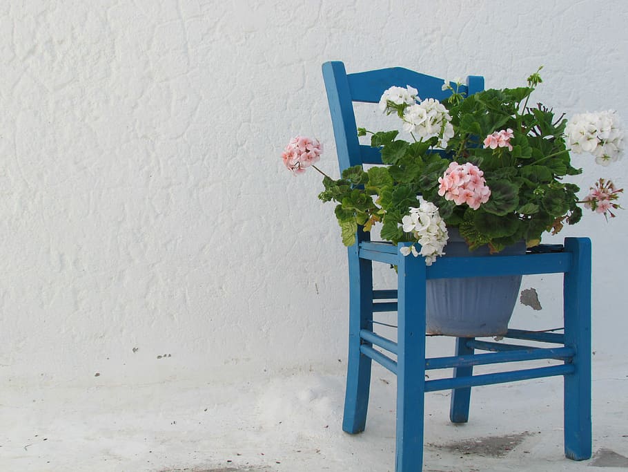 white and pink petaled flowers on blue wooden chair pot, in blue