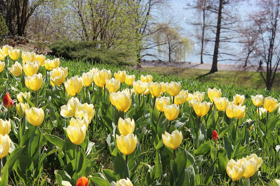 spring, tulips, yellow, flowers, nature, plant, flowering plant HD wallpaper