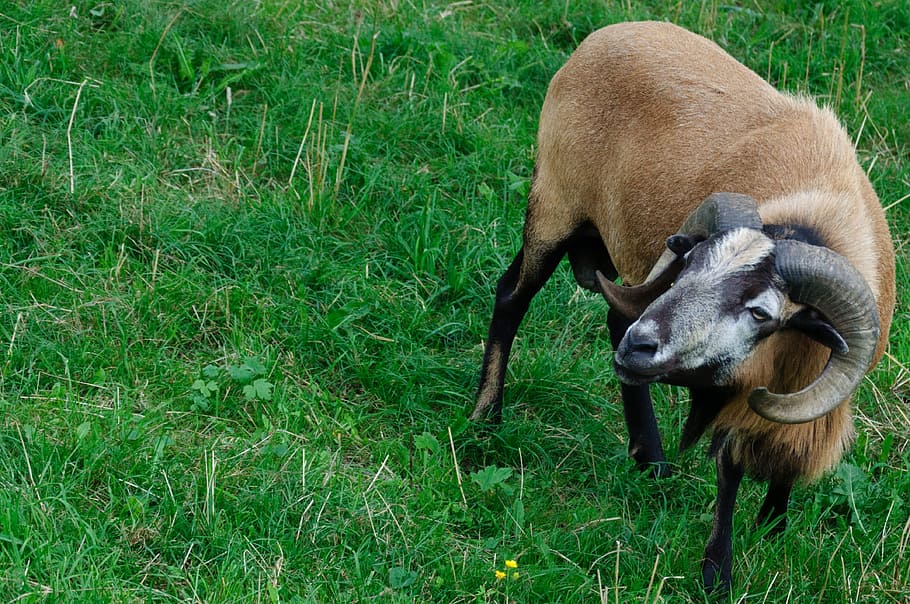 HD wallpaper: paarhufer, ram, graze, horned, grass, mammal, animal ...