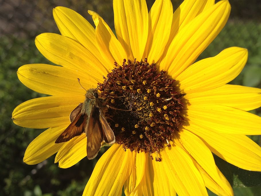 flower, insect, nature, flowering plant, fragility, flower head HD wallpaper