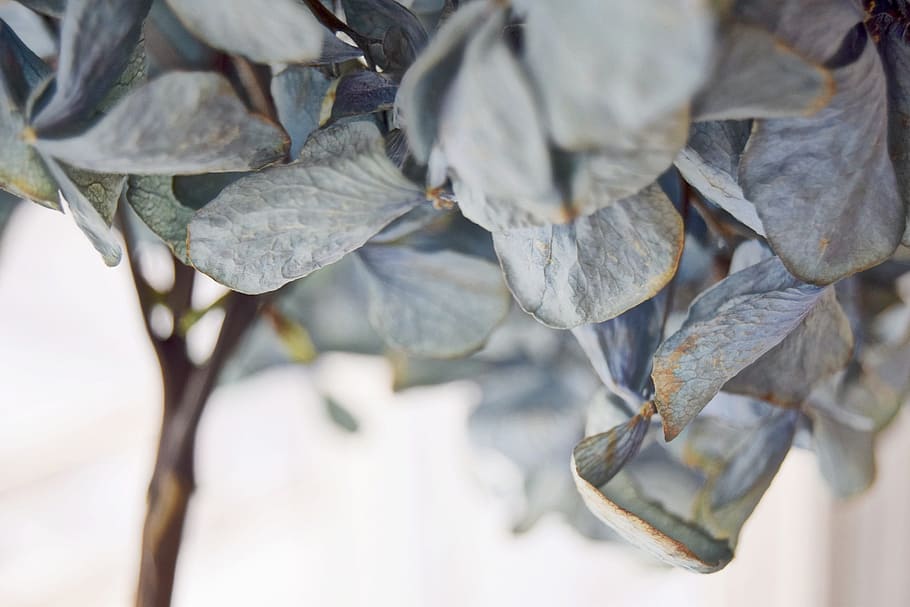 leaf, plant, nature, close-up, no people, plant part, selective focus HD wallpaper