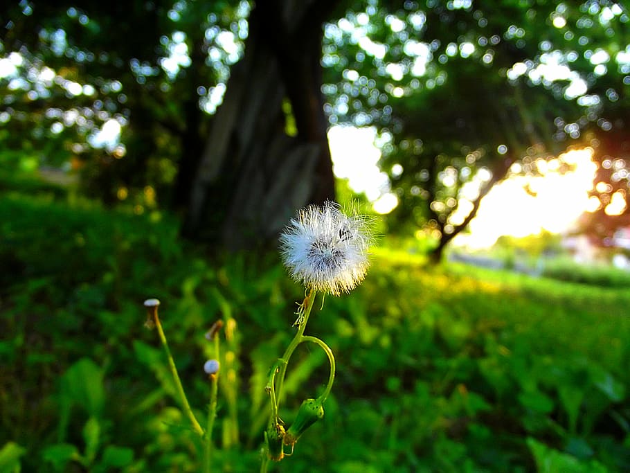 dandelion, sunset, grass, flower, nature, plant, freshness HD wallpaper