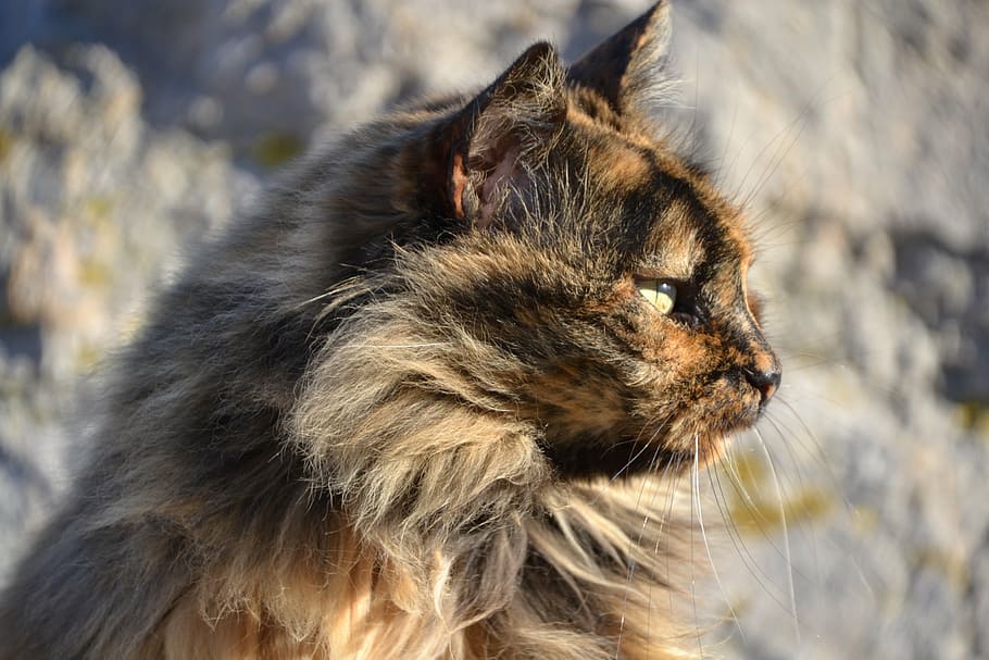 cat, tortoise shell, view, sun, strays, animal, animal themes HD wallpaper