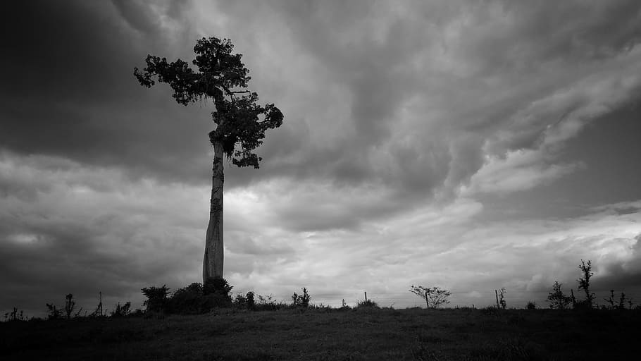 tree, clouds, fence, black and white, lonely, cloud - sky, plant HD wallpaper