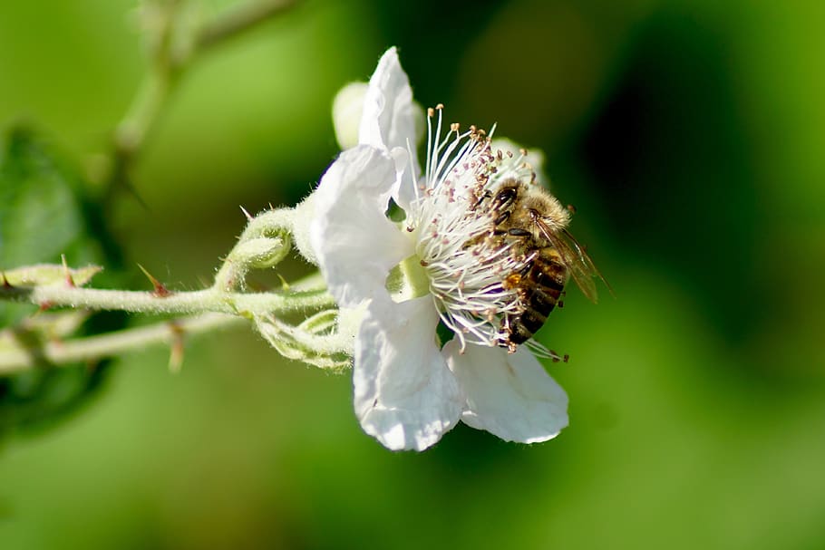 nature, sprinkle, blossom, bloom, bee, plant, flowering plant HD wallpaper