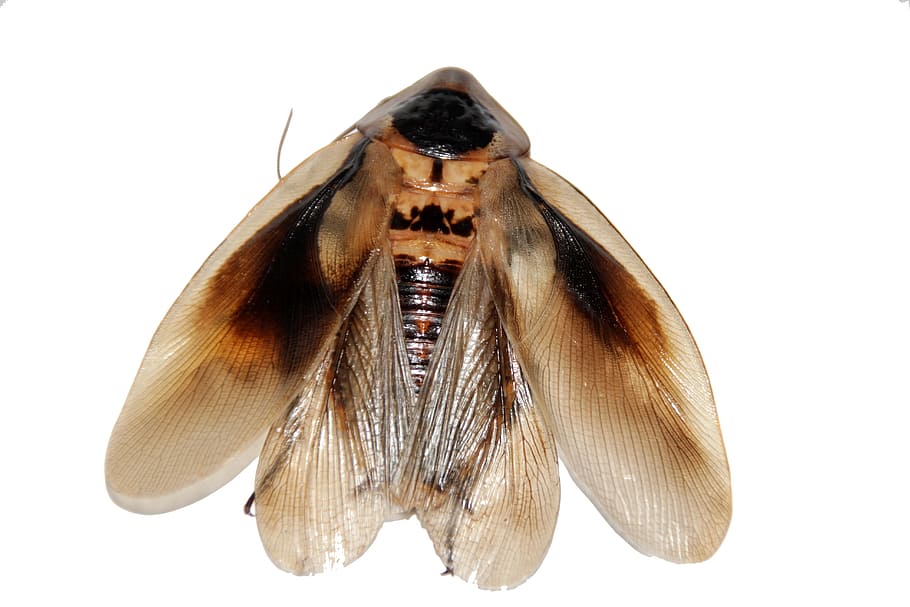 Cockroach, Insect, Imago, Blaberus, Pet, animal, one animal HD wallpaper