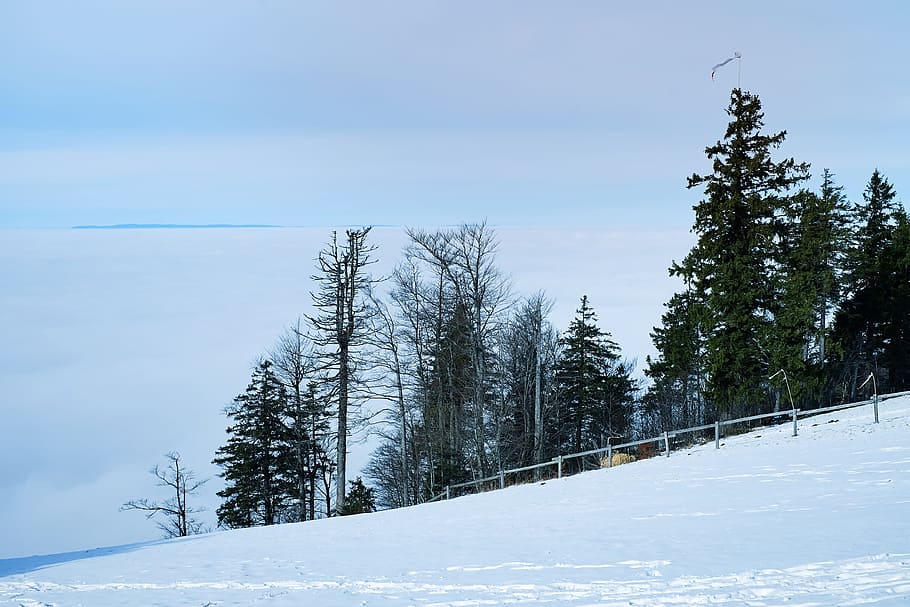 snowfield beside green trees, fog, kandel, black forest, winter HD wallpaper