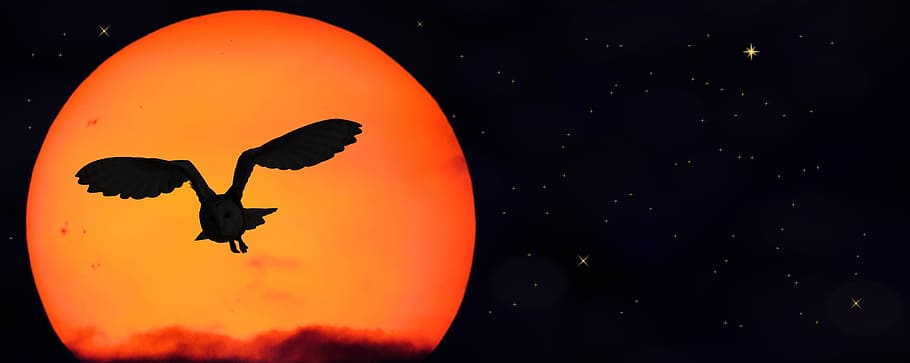 silhouette photography of flying barn owl with moon background HD wallpaper