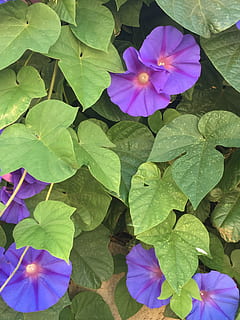 aa, aaa, meow, plant part, flower, leaf, beauty in nature, flowering plant HD wallpaper