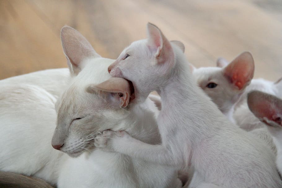 photo of white cat with three kittens, playful, siamese cat HD wallpaper