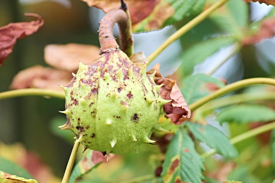 chestnut, fruit, spur, autumn, prickly, tree, brown, pieksig HD wallpaper
