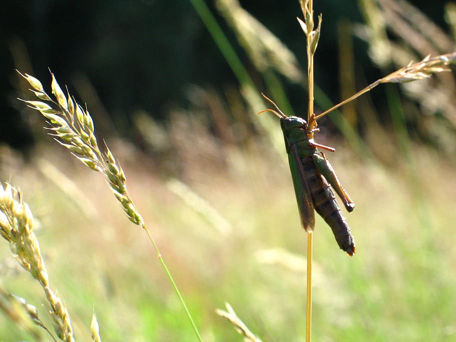 Grasshopper, Jump, Meadow, Konik, field, blades of grass, meadow grass HD wallpaper