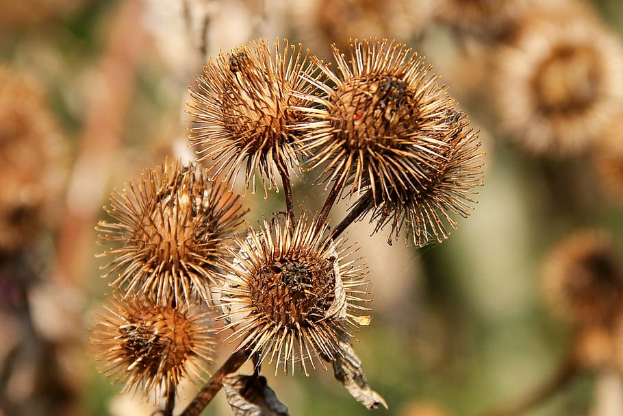 hook and loop closure, autumn, brown, nature, plant, great burdock HD wallpaper