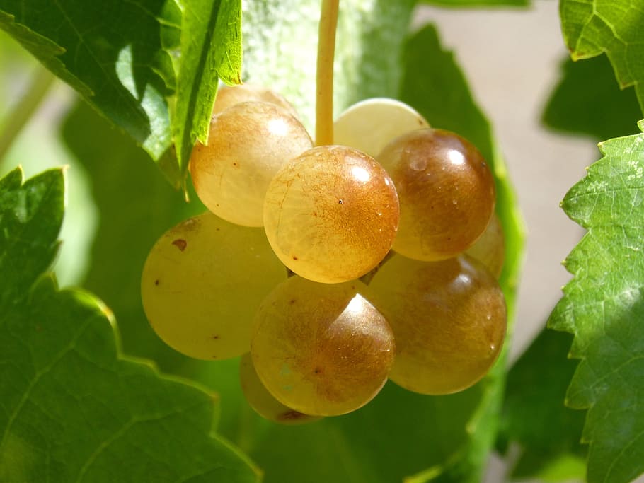 ripe grapes, vintage, vine, white grape, macabeo, seasoning, HD wallpaper
