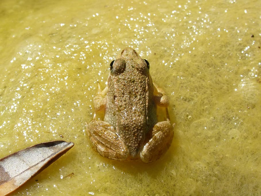 frog, algae, amphibious, tiny, batrachian, raft, animal, animal themes HD wallpaper