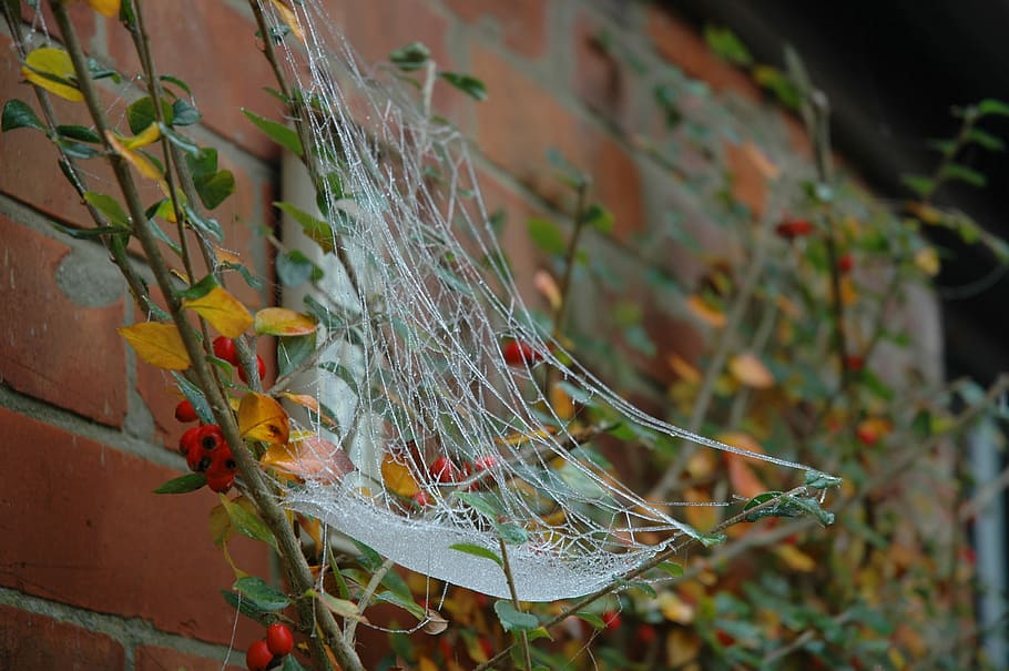 Spiderweb, Frost, Cobweb, autumn, cold, halloween, no people HD wallpaper
