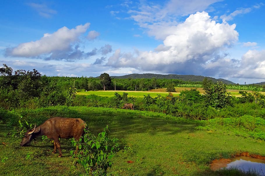 buffalo, animal, scenic, landscape, stratocumulus-clouds, countryside, HD wallpaper