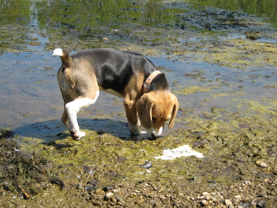 beagle, dog, water, copper, snooping, search, puppy, puppy dog