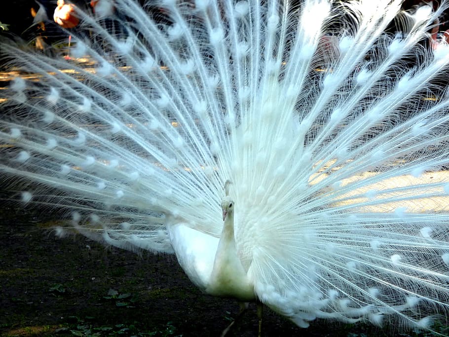 bird, peacock, wheel, animal, animal themes, animal wildlife HD wallpaper