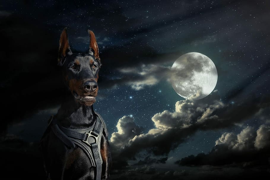 Doberman pinscher with moon and clouds background, Dog, Sky, At Night HD wallpaper