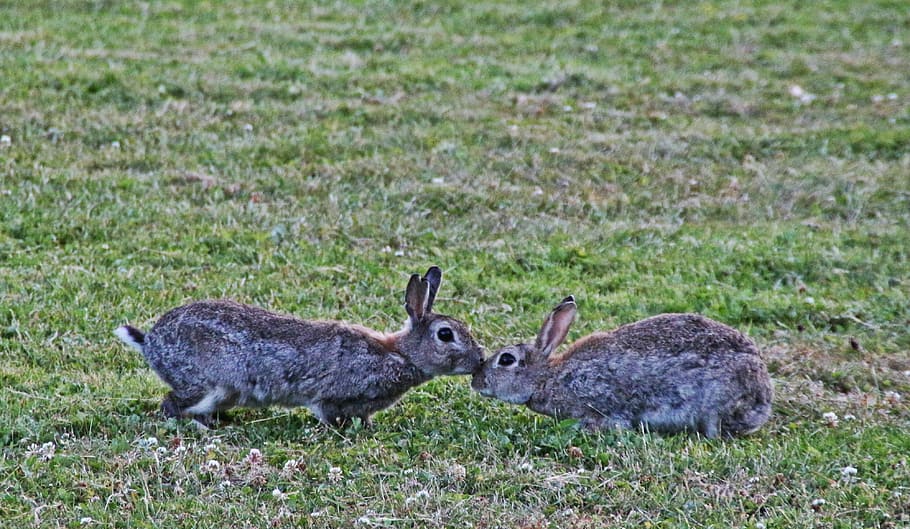 two gray rabbits on grass field, wild rabbit, ear, cute, meadow HD wallpaper