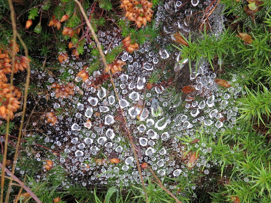 dew, canvas, spider, plant, growth, day, nature, land, no people HD wallpaper