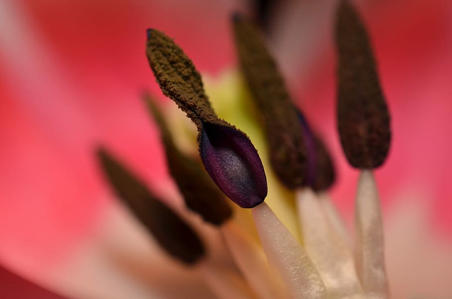Stamens, Macro, Nature, colored background, close-up, no people HD wallpaper