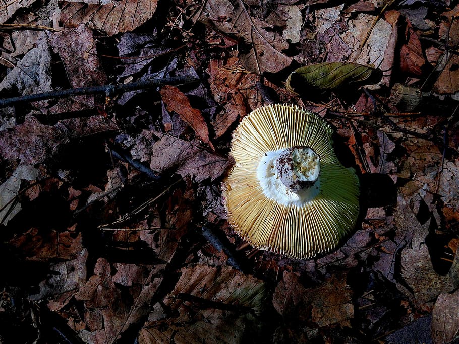 mushroom, forest, shadow, ridges, leaves, fungus, nature, summer HD wallpaper