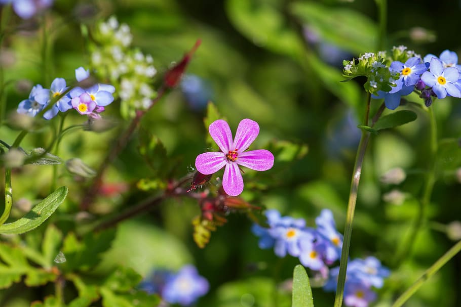 pink and blue flowers blooming during day times, soapwort, carnation HD wallpaper