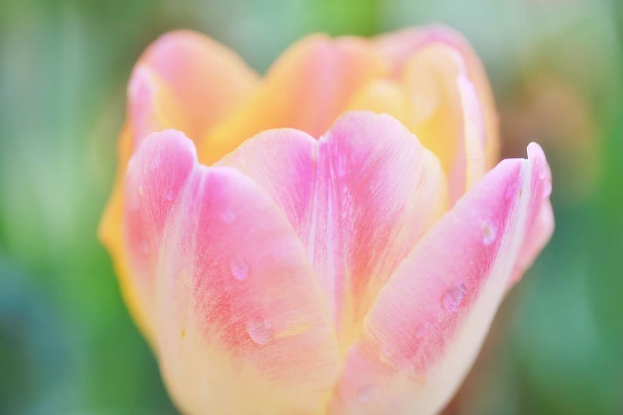 close up photo of pink and yellow tulips, nature, plant, flower HD wallpaper