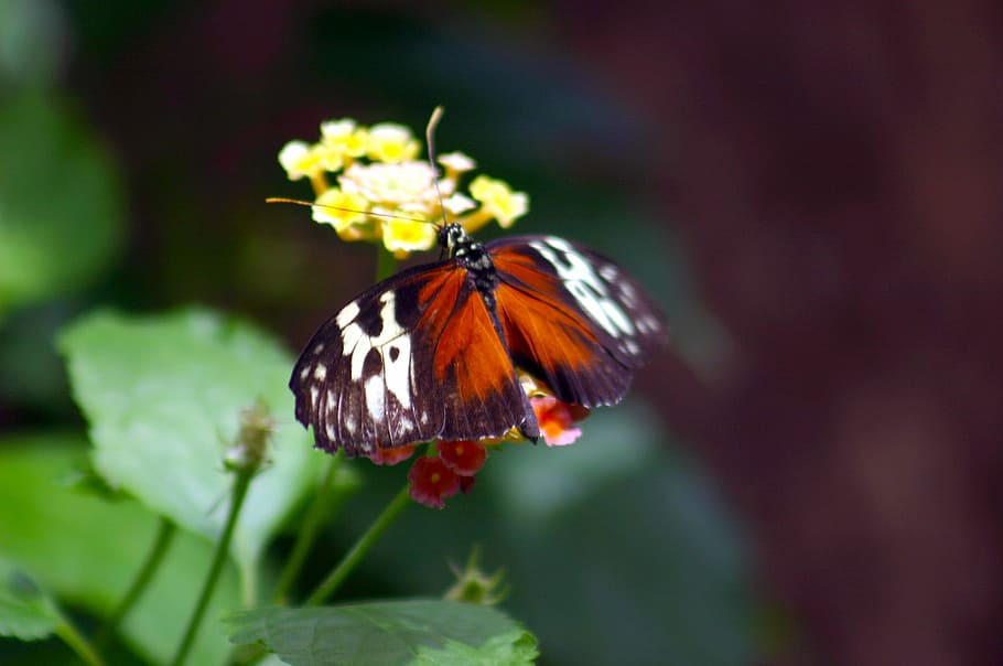 Butterfly, Transform, Monarch, Insect, transformation, metamorphosis HD wallpaper