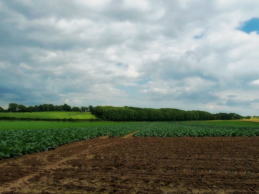 netherlands, farm, fields, crops, plants, agriculture, trees HD wallpaper