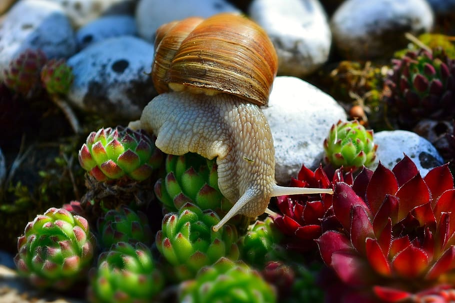 snail, wirbellos, mollusk, shell, close up, useful, animal wildlife, HD wallpaper