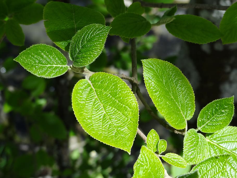 leaves, leaf, tree, green, nature, flora, botany, branch, forest HD wallpaper
