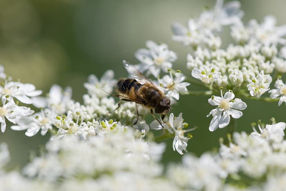 hoverfly, flower fly, blossom, summer, nature, insect, close up HD wallpaper