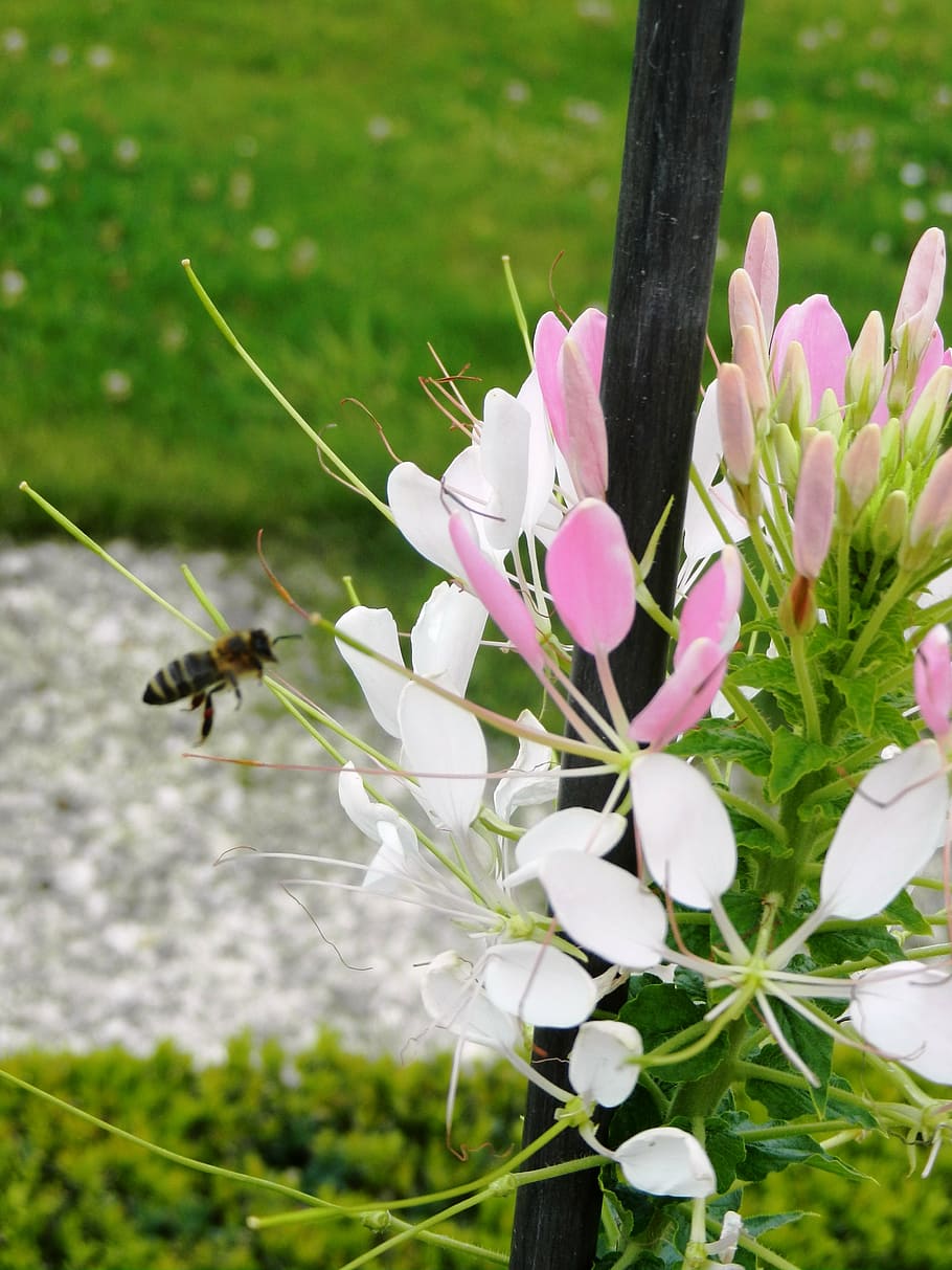 flowers, insects, park, green, landscape, holiday, grass, nature HD wallpaper