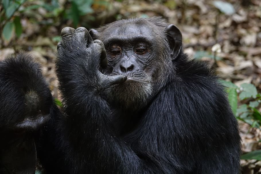 mammal, wildlife, primate, monkey, animal, chimpanzee, animal wildlife HD wallpaper