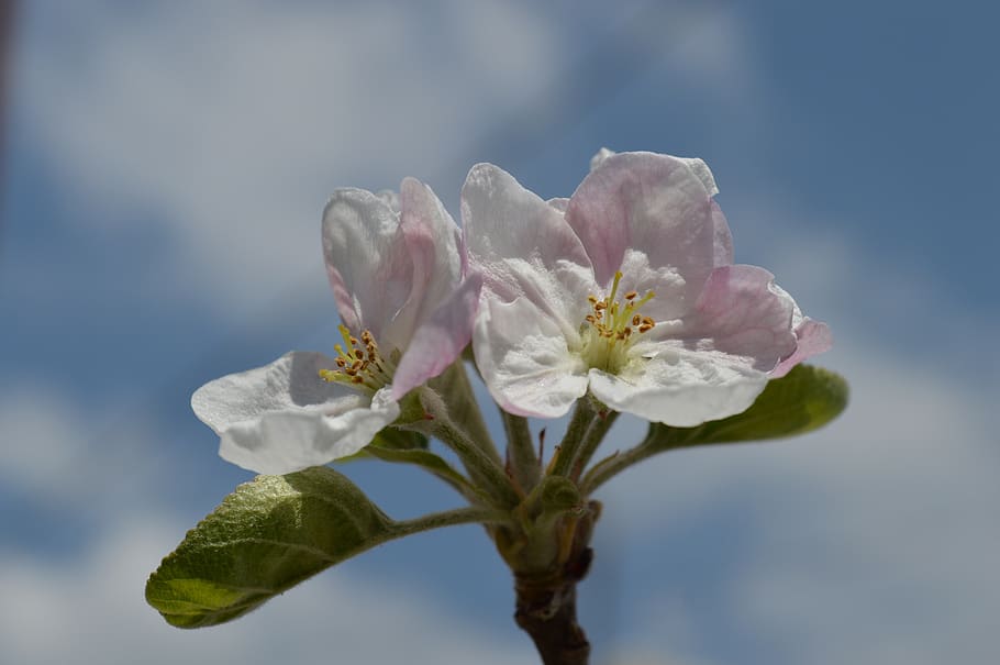 flower, apple, nature, flowering plant, vulnerability, beauty in nature HD wallpaper