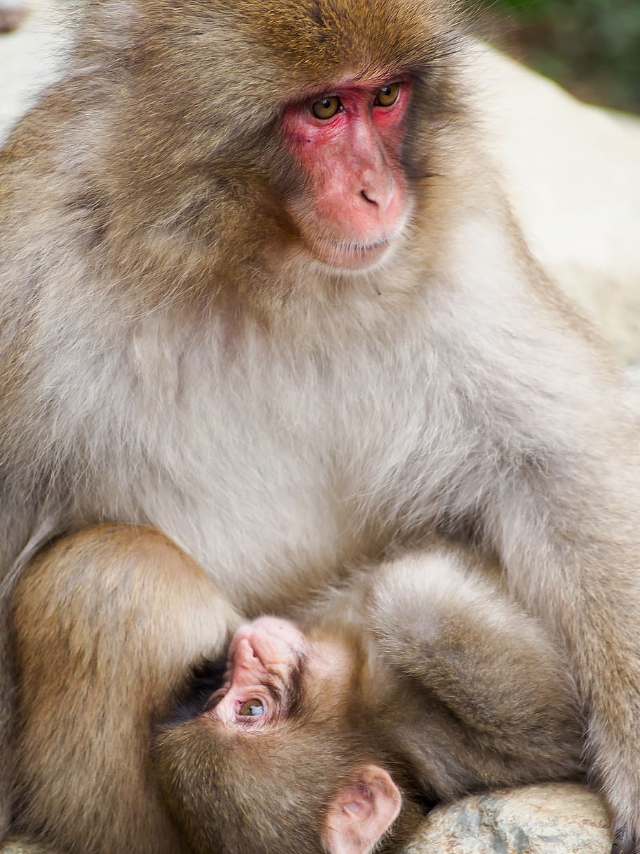 nothing, nada, none, monkey, animal wildlife, animals in the wild HD wallpaper
