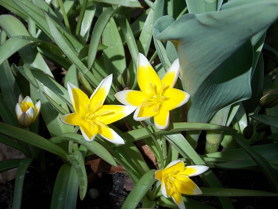 flower, yellow, close, spring, flowering plant, vulnerability HD wallpaper