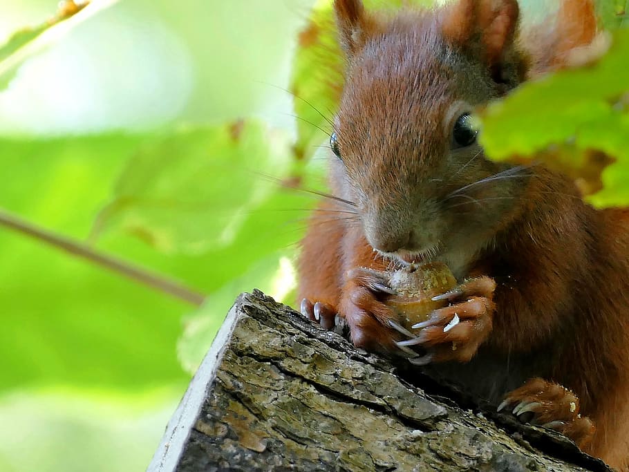 animal, squirrel, tree, observation, garden, sitting, creature HD wallpaper