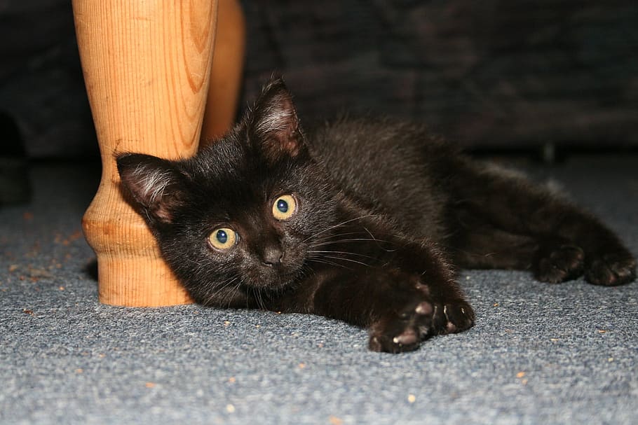 Cat, Animals, black, concerns, domestic Cat, pets, cute, feline HD wallpaper